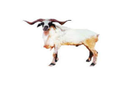 Bannur Sheep Manufacturer Supplier Wholesale Exporter Importer Buyer Trader Retailer