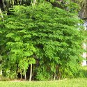 Drumstick Plants Manufacturer Supplier Wholesale Exporter Importer Buyer Trader Retailer