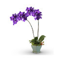 Indigo Plants Manufacturer Supplier Wholesale Exporter Importer Buyer Trader Retailer