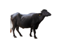 Murrah Buffalo Manufacturer Supplier Wholesale Exporter Importer Buyer Trader Retailer