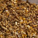 Layer Chicken Feed Manufacturer Supplier Wholesale Exporter Importer Buyer Trader Retailer