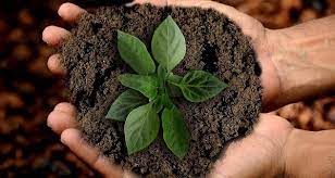 Plant Growth Promoters Manufacturer Supplier Wholesale Exporter Importer Buyer Trader Retailer