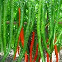 Hybrid Chilli Seeds Manufacturer Supplier Wholesale Exporter Importer Buyer Trader Retailer