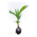 Coconut Seedlings Manufacturer Supplier Wholesale Exporter Importer Buyer Trader Retailer