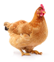 Hen Manufacturer Supplier Wholesale Exporter Importer Buyer Trader Retailer