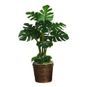 Monstera Plant Manufacturer Supplier Wholesale Exporter Importer Buyer Trader Retailer