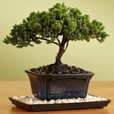 Bonsai Plants Manufacturer Supplier Wholesale Exporter Importer Buyer Trader Retailer