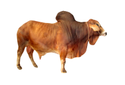 Sahiwal Bull Manufacturer Supplier Wholesale Exporter Importer Buyer Trader Retailer