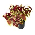 Coleus Plant Manufacturer Supplier Wholesale Exporter Importer Buyer Trader Retailer