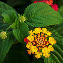 Lantana Camara Manufacturer Supplier Wholesale Exporter Importer Buyer Trader Retailer