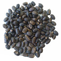 Jatropha Seeds Manufacturer Supplier Wholesale Exporter Importer Buyer Trader Retailer