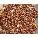 Mahua Seeds Manufacturer Supplier Wholesale Exporter Importer Buyer Trader Retailer