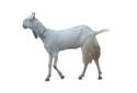 Beetal Goat Manufacturer Supplier Wholesale Exporter Importer Buyer Trader Retailer