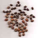 Castor Seeds Manufacturer Supplier Wholesale Exporter Importer Buyer Trader Retailer