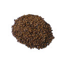 Tea Seeds Manufacturer Supplier Wholesale Exporter Importer Buyer Trader Retailer