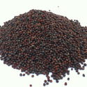 Canola Seed Manufacturer Supplier Wholesale Exporter Importer Buyer Trader Retailer