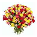 Dutch Roses Manufacturer Supplier Wholesale Exporter Importer Buyer Trader Retailer