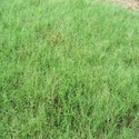 Bermuda Grasses Manufacturer Supplier Wholesale Exporter Importer Buyer Trader Retailer