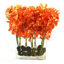 Mokara Orchids Manufacturer Supplier Wholesale Exporter Importer Buyer Trader Retailer