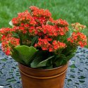 Kalanchoe Plant Manufacturer Supplier Wholesale Exporter Importer Buyer Trader Retailer