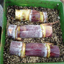 Sugarcane Seed Manufacturer Supplier Wholesale Exporter Importer Buyer Trader Retailer