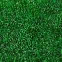 Lawn Grass Manufacturer Supplier Wholesale Exporter Importer Buyer Trader Retailer