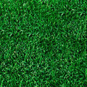 Lawn Grass Manufacturer Supplier Wholesale Exporter Importer Buyer Trader Retailer