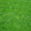 Natural Grass Manufacturer Supplier Wholesale Exporter Importer Buyer Trader Retailer