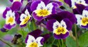 Pansy Plant Manufacturer Supplier Wholesale Exporter Importer Buyer Trader Retailer