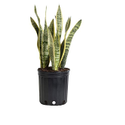 Snake Plant Manufacturer Supplier Wholesale Exporter Importer Buyer Trader Retailer