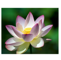 Lotus Flower Manufacturer Supplier Wholesale Exporter Importer Buyer Trader Retailer
