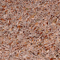 Psyllium Seeds Manufacturer Supplier Wholesale Exporter Importer Buyer Trader Retailer