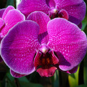 Tropical Orchid Manufacturer Supplier Wholesale Exporter Importer Buyer Trader Retailer