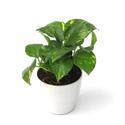 Money Plant Manufacturer Supplier Wholesale Exporter Importer Buyer Trader Retailer