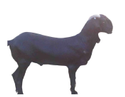 Totapari Goat Manufacturer Supplier Wholesale Exporter Importer Buyer Trader Retailer