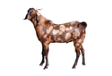 Sirohi Goats Manufacturer Supplier Wholesale Exporter Importer Buyer Trader Retailer