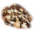 Hybrid Seeds Manufacturer Supplier Wholesale Exporter Importer Buyer Trader Retailer