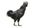 Kadaknath Chicken Manufacturer Supplier Wholesale Exporter Importer Buyer Trader Retailer