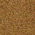 Barley Seeds Manufacturer Supplier Wholesale Exporter Importer Buyer Trader Retailer