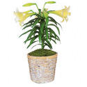 Lilium Plant Manufacturer Supplier Wholesale Exporter Importer Buyer Trader Retailer