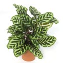 Calathea Plant Manufacturer Supplier Wholesale Exporter Importer Buyer Trader Retailer