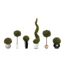 Topiary Plants Manufacturer Supplier Wholesale Exporter Importer Buyer Trader Retailer