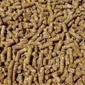 Camel Feed Manufacturer Supplier Wholesale Exporter Importer Buyer Trader Retailer