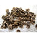 Hollyhock Seeds Manufacturer Supplier Wholesale Exporter Importer Buyer Trader Retailer