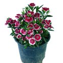 Dianthus Plant Manufacturer Supplier Wholesale Exporter Importer Buyer Trader Retailer